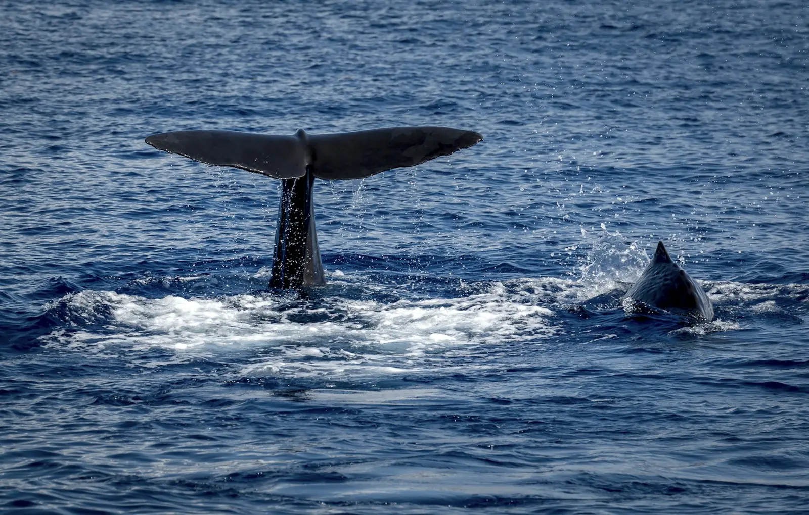 Sperm whale off Roseau, Dominica – Dominica Citizenship by Investment